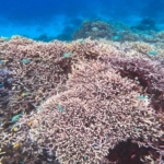〝海の熱帯雨林〟サンゴ礁について知ろう🐠〜サンゴとサンゴ礁の違い〜